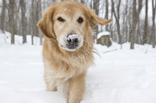 Come scattare fotografie di cani nella neve