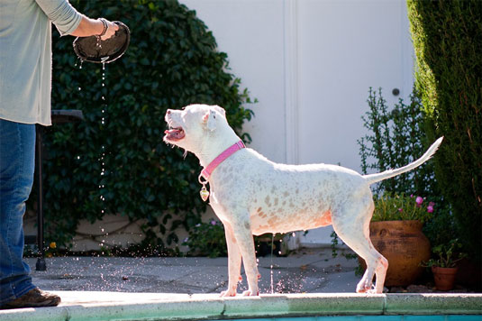 Posizioni della piscina per le fotografie dei cani