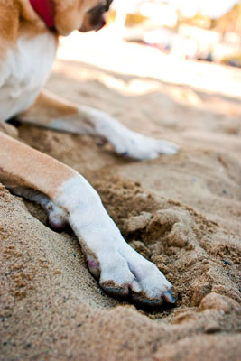 Posizioni sulla spiaggia, sul lago o sul fiume per fotografie di cani