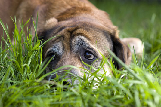 Scatti tipici per la fotografia di cani