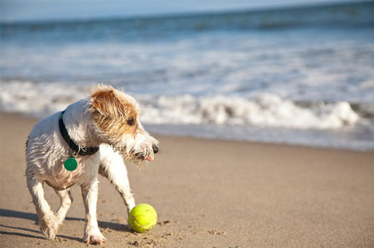 Regola per posizioni extra-luminose durante le sessioni di fotografia di cani