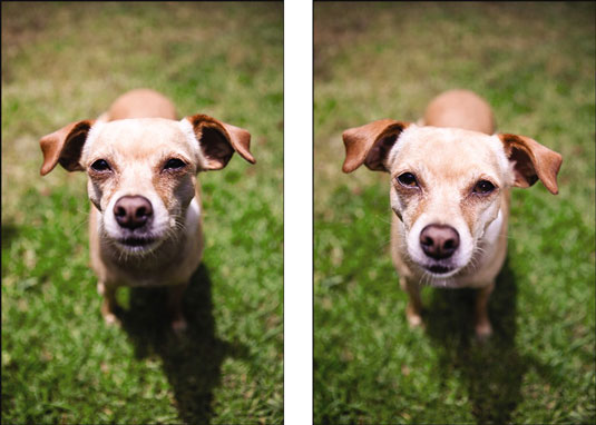 Fill Flash e fotografia di cani