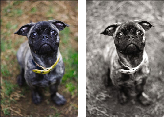 Crea fotografie di cani a colori anziché in bianco e nero