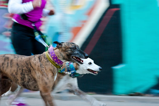 Panoramica per Motion Blur durante le sessioni di fotografia di cani