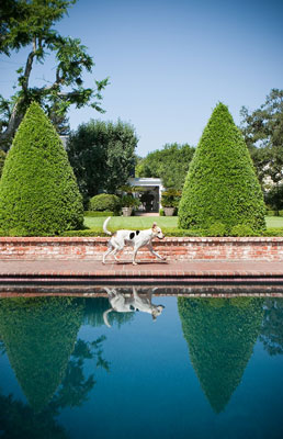 Pianifica immagini dall'aspetto candido quando fotografi i cani