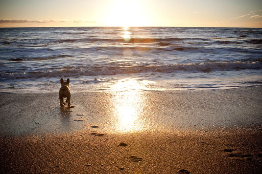 Usa la luce naturale nella fotografia di cani