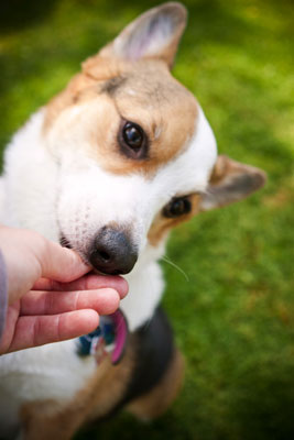 Scopri cosa motiva i tuoi soggetti durante le sessioni fotografiche di cani