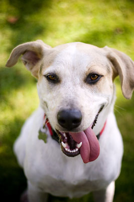 Capire come comunicano i cani durante le sessioni fotografiche