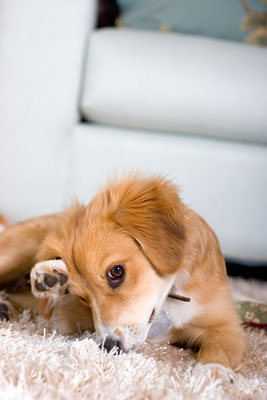 Cattura momenti candidi quando fotografi cani