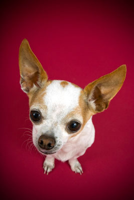 Tipi di lenti da considerare per la fotografia di cani