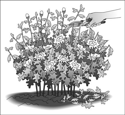 Come prendersi cura di un giardino perenne