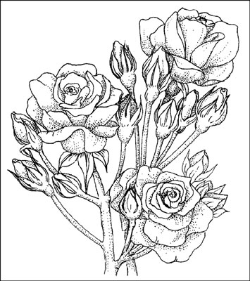 Scegliere le Rose Polyantha e Floribunda