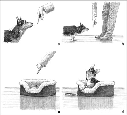 Usa Point Training per comunicare con il tuo cucciolo