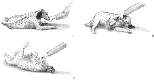 Come insegnare alcuni trucchi di base per i cuccioli