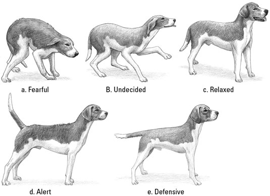 Capire il linguaggio del corpo del tuo cucciolo