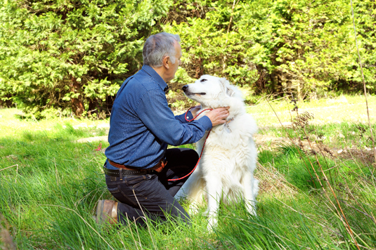 Come condurre una buona sessione di addestramento con il tuo cane