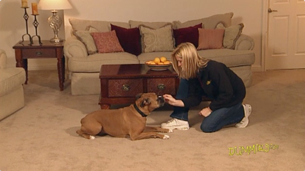 Come insegnare al tuo cane il comando di discesa