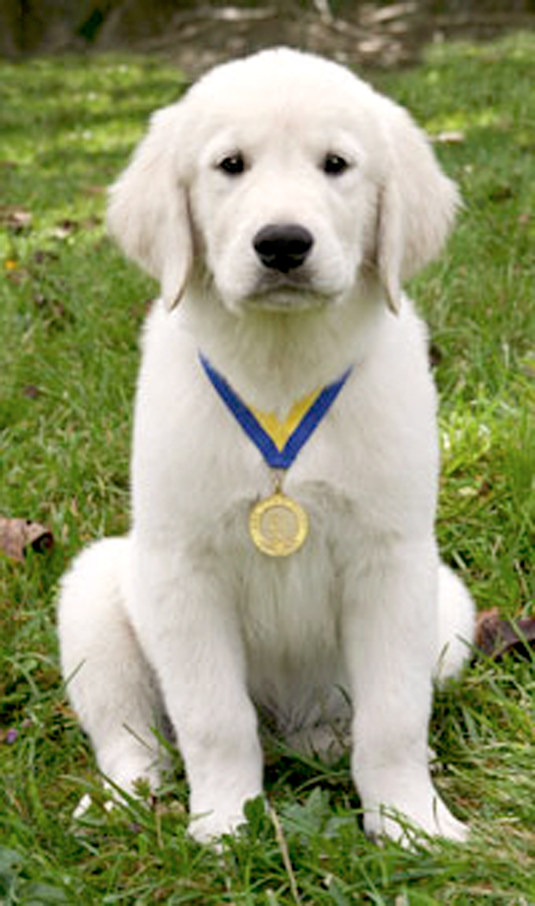 Una raccolta di immagini del test del buon cittadino canino in un giorno