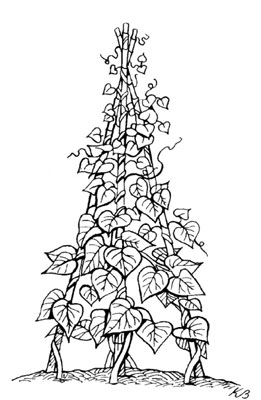 Come costruire un giardino verticale
