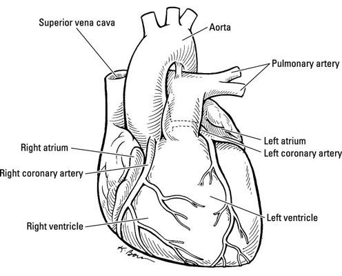 I meccanismi interni del cuore umano