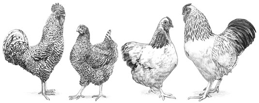 Razze di pollo multiuso