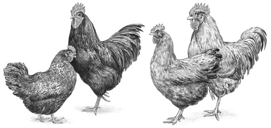 Razze di galline da uova marroni