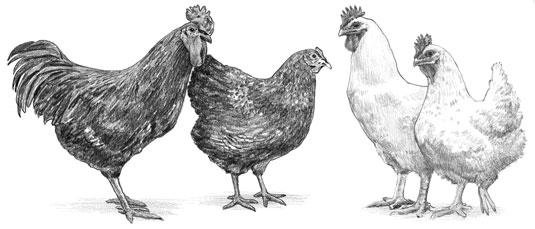 Le migliori razze di pollo da allevare per la carne