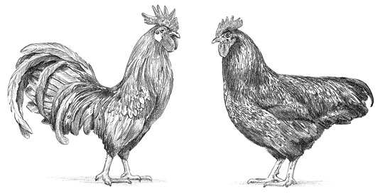 Conosci il fisico del tuo pollo