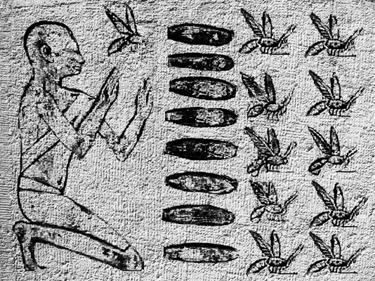 La storia del miele
