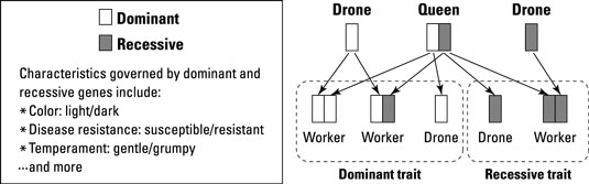 La genetica dell'allevamento delle proprie api regine