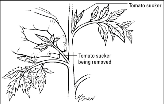 Come coltivare i pomodori