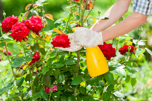 Come prendersi cura delle rose