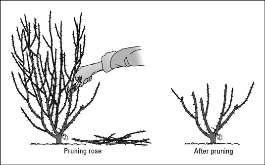 Come prendersi cura delle rose