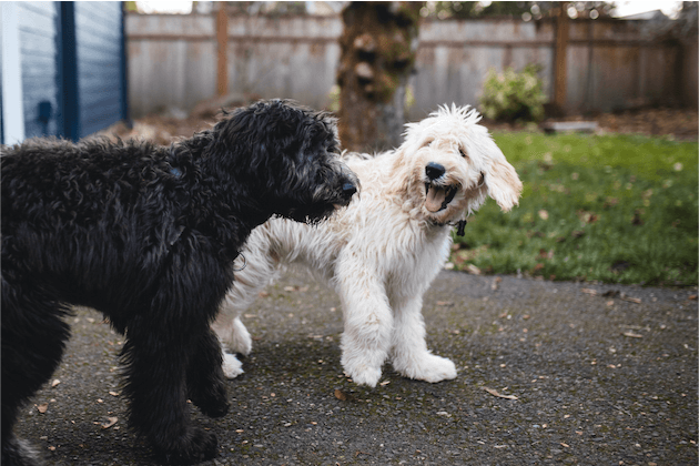Esplorare i pro e i contro dei Designer Dogs