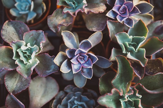 Cos'è una succulenta?