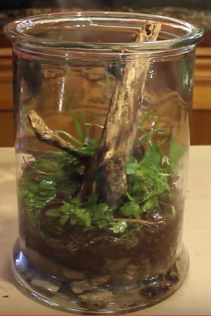 Come fare un terrario