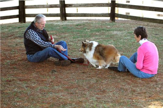 Una raccolta di immagini da Canine Good Citizen Test In A Day For aFamilyToday