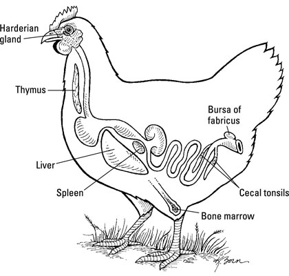 Gli organi del sistema immunitario di un pollo