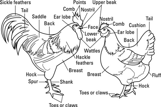 L'esterno del pollo: occhi, orecchie, pelle e piume